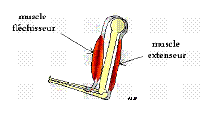 levit10